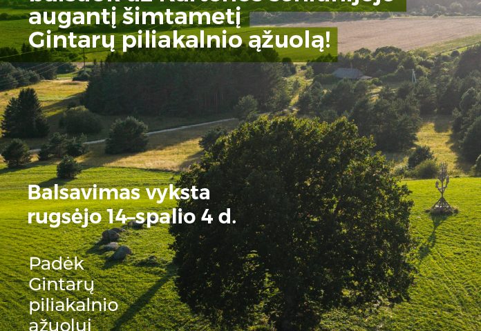 Balsuok už Gintarų piliakalnio ąžuolą!